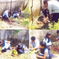 TREEPLANTATION